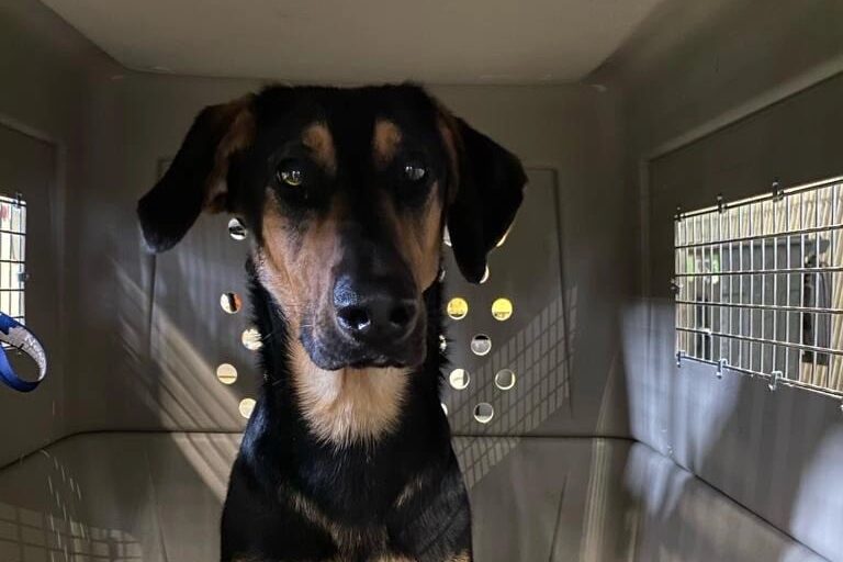 What is Rabies Titer Test? A Guide for US Pet Owners Transcon Pet Movers